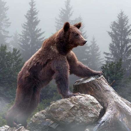 Omeo Suites Big Bear Big Bear Lake Eksteriør bilde